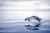 Dolphin Watching Tour in Punta Arenas: Family-Friendly Experience