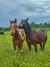 Explore Los Saltos del Laja on a Guided Horseback Ride