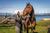Horseback Tour from Puerto Natales with Traditional Lunch