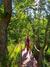 Refugio Los Ñires Entry: Self-Guided Nature Walk in Patagonia