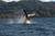 Whale Watching in the Strait of Magellan: 3-Day Patagonia Expedition