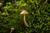 Hiking in Villarrica: Rukapillan Trail and Native Fungi Experience