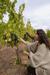Signature Tour of Viña Maquis and Wine Tasting