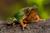 Darwin's Trail: In Search of the Iconic Frog of Futangue Park